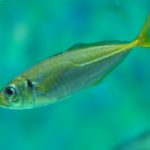 東京湾の電車 バス釣行できるアジングポイント4選 21年8月版 釣れなくたっていいじゃないか