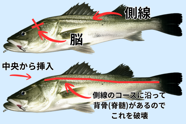 神経締めをする場所