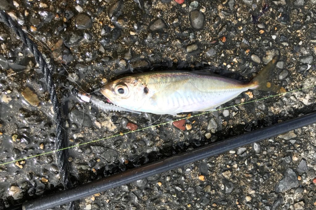 ルアーで釣れる海の魚一覧 釣れなくたっていいじゃないか