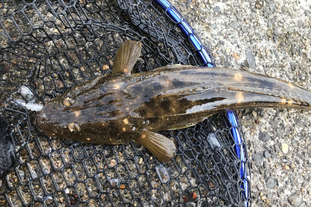 全魚種が対象 海のルアーで釣れる魚と釣りのポイント 釣れなくたっていいじゃないか