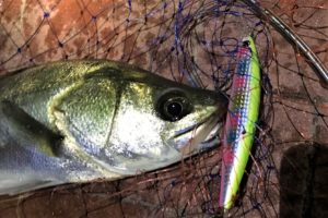 セットアッパーで釣れたシーバス