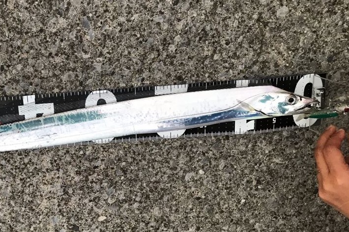 全魚種が対象 海のルアーで釣れる魚と釣りのポイント 釣れなくたっていいじゃないか