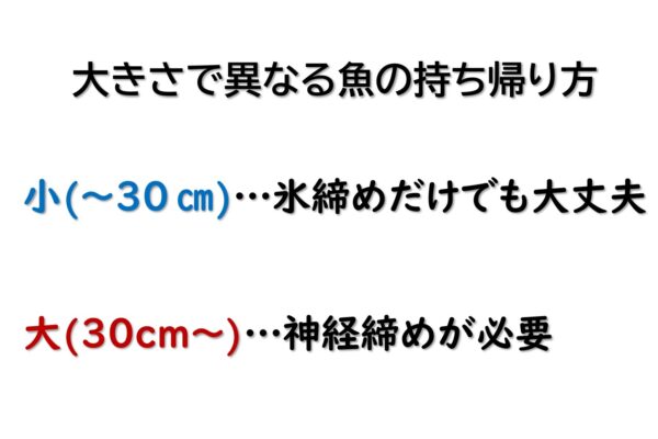 簡単 釣れた魚の締め方と持ち帰り方 釣れなくたっていいじゃないか