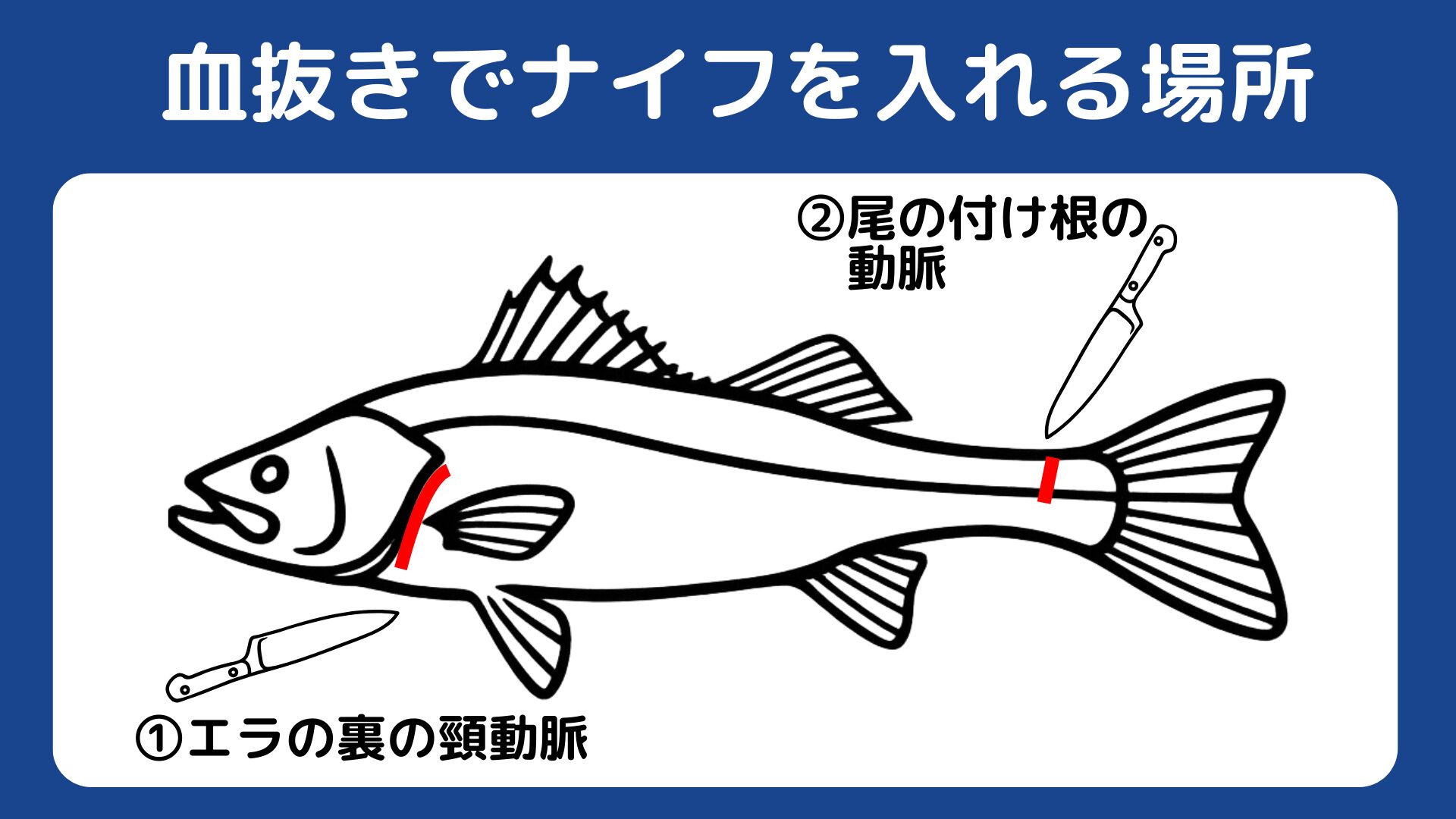 シーバスなどの釣れた魚の血抜きにおいて、ナイフを入れる場所