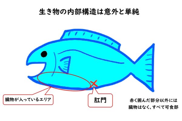 魚の構造