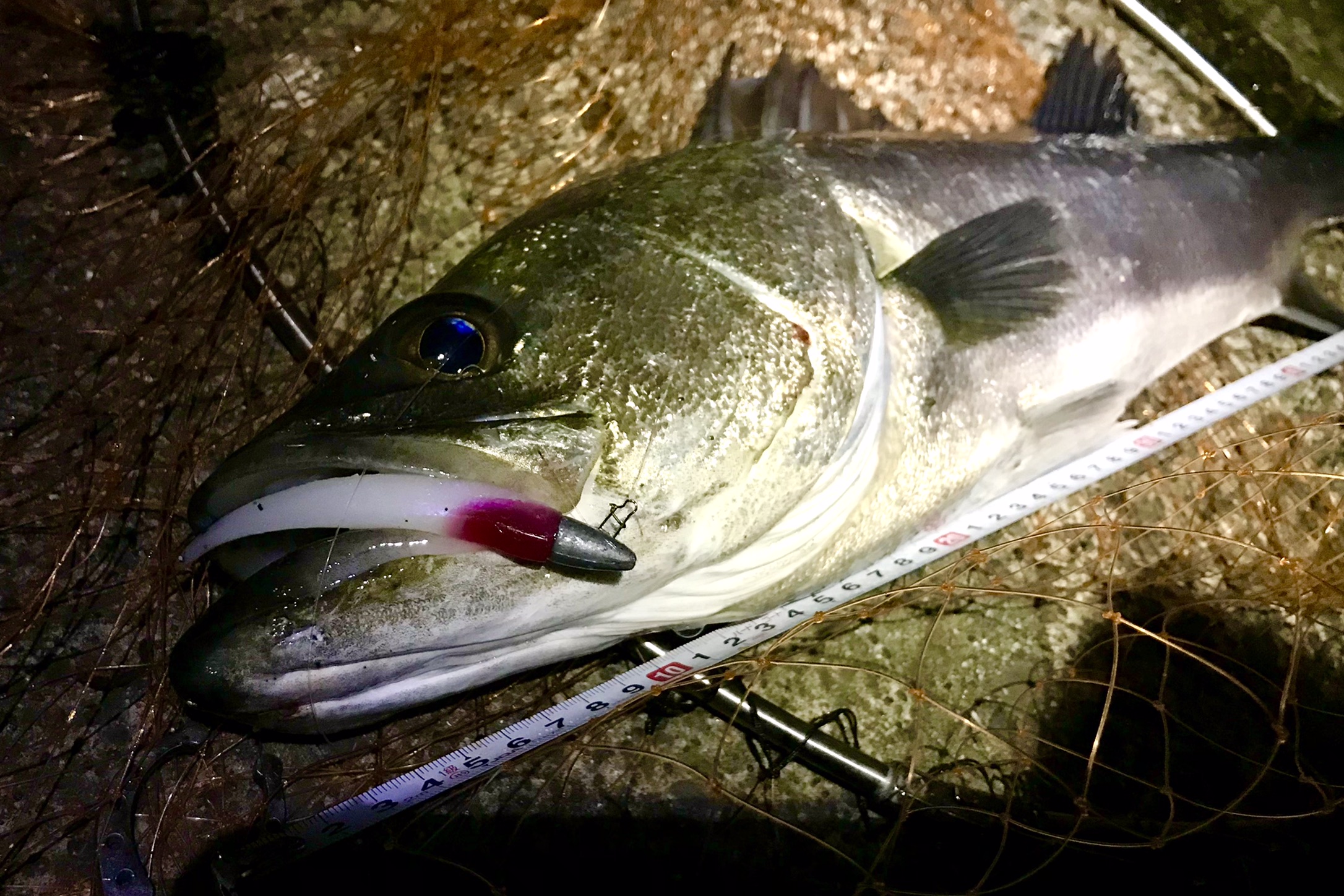 鶴見川で釣れた67㎝シーバス