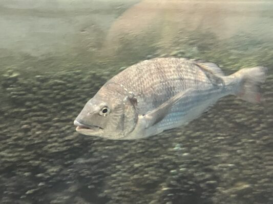 黒くないクロダイ(しながわ水族館)